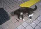 動物屍體